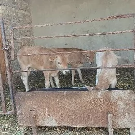 3sany okuzçe
