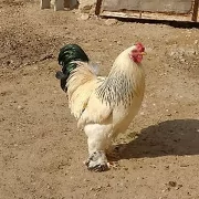 Brama horaz