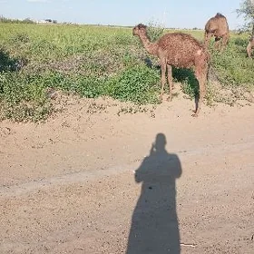 Kosek