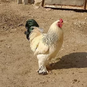 Brama horaz