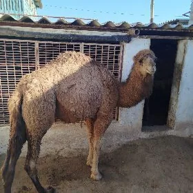 Ogşyk