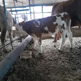 göleli sygyr bogaz