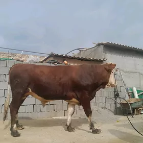ökuz simintal