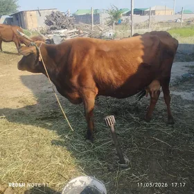sygyr