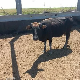 Sygyr