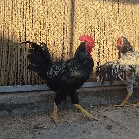 ULY PARODA HORAZLAR