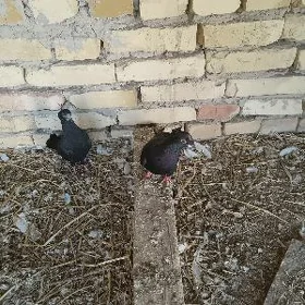 kepderi
