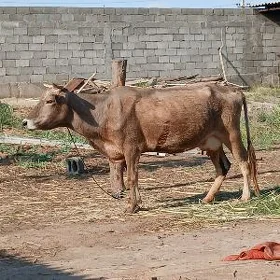 Goleli sygyr