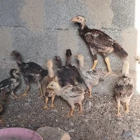 Taşkent juyjeler