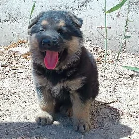 Aвчарка щенок