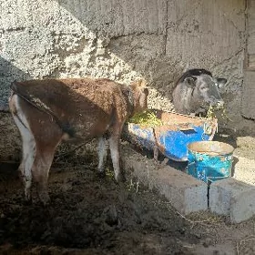 Tüwe ṣiwes