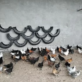 Towuk juyje