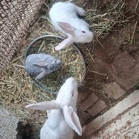 Товшан чага