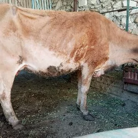 sygyr