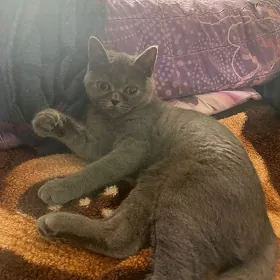 Котенок девочка