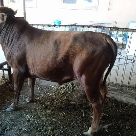 5 sany öküz
