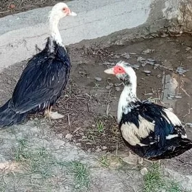İndawutgalar