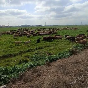 gysar goyunlar