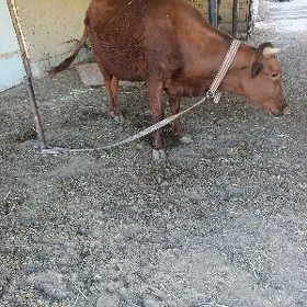 Goleli sygyr