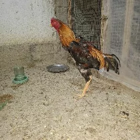 taşkent