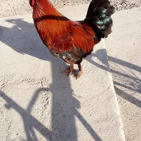 horoz
