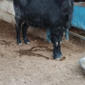 semiz yaş geçi
