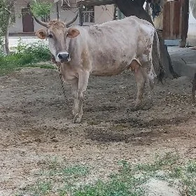 sygyr