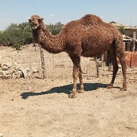 Düÿe