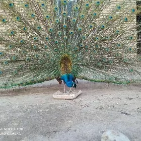 Tawus guş