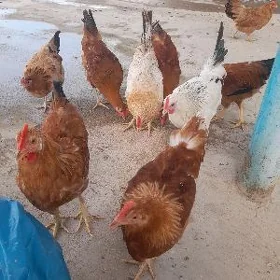 Horaz