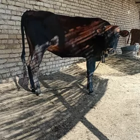 Bakylan gulajyn