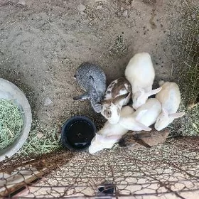 Towşan