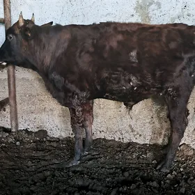 Ökiz