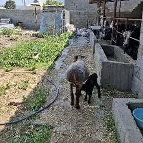 Goyunlar