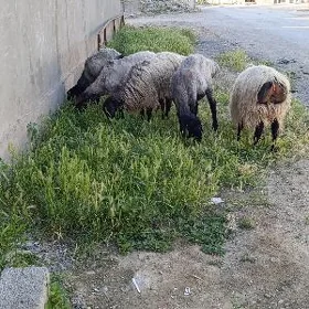 işşek