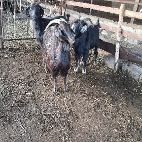 geci