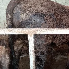 sygyr bogaz öküz tuwe 7bas