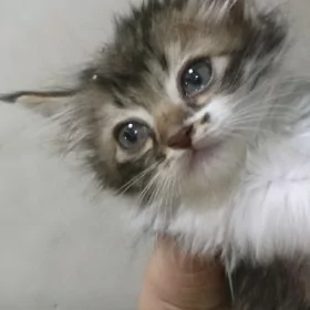 котёнок