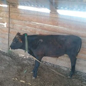 Öküz