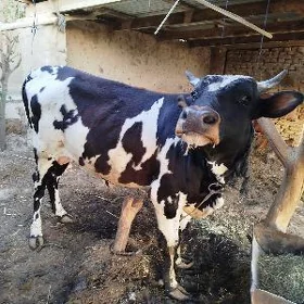 öküz