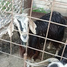 geci