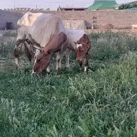 goleli sygyr