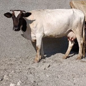 ala gatyşyk gibrit göleli sygy