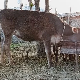 okuz tuwe