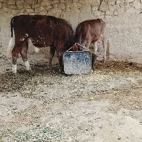 şwes öküz tuwe