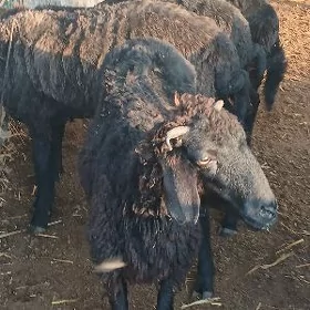garakol isek