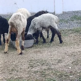 GOÝUN IŞŞEK