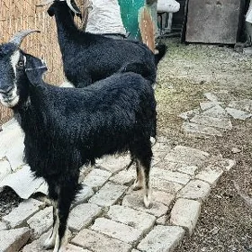 Işşek erkec