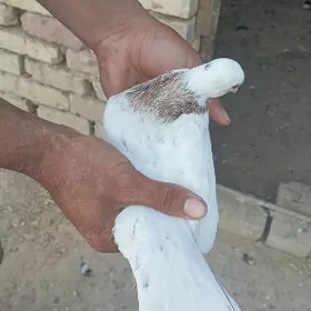 kepderi