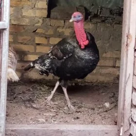 индиюк